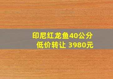 印尼红龙鱼40公分低价转让 3980元